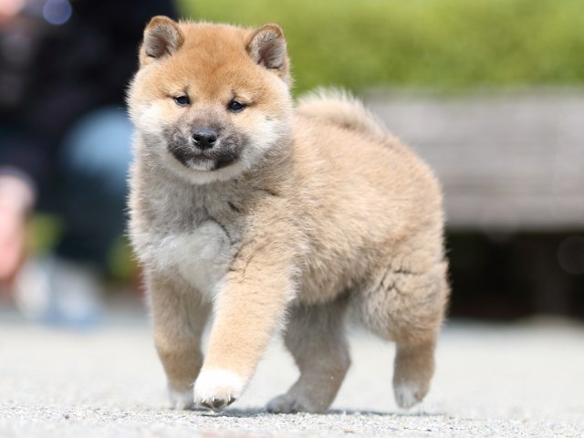 FP5A9626-puppy FP5A9626-puppy