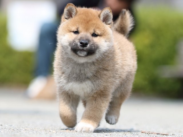 FP5A9630-puppy FP5A9630-puppy