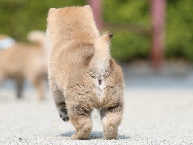 FP5A9642-puppy FP5A9642-puppy