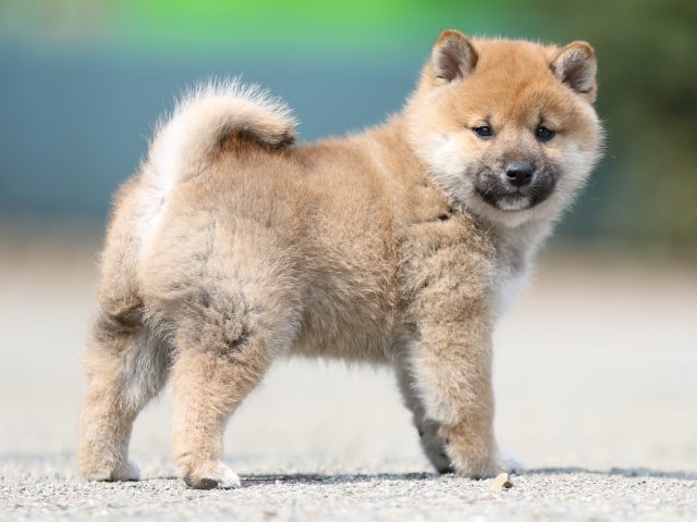 FP5A9657-puppy FP5A9657-puppy