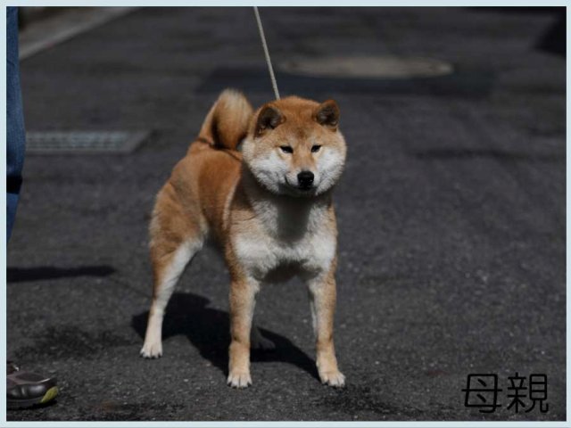 鈴の天花号 鈴の天花号
