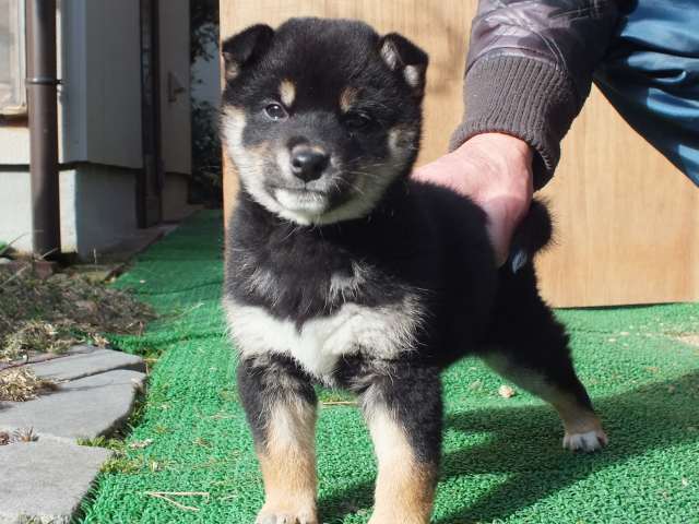 kuro0002-puppy kuro0002-puppy