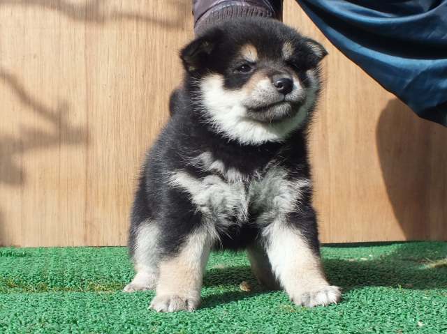 kuro0003-puppy kuro0003-puppy