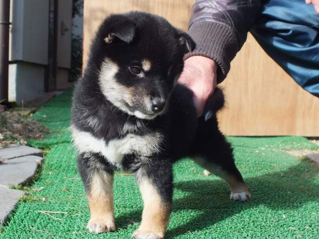 kuro0004-puppy kuro0004-puppy
