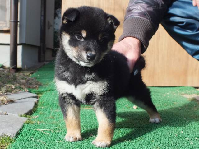 kuro0005-puppy kuro0005-puppy