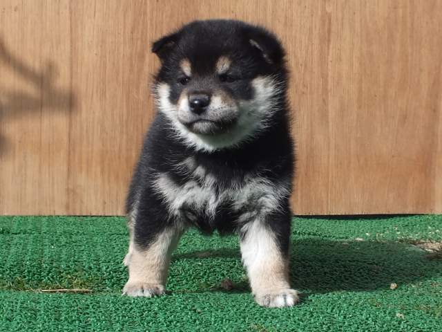 kuro0007-puppy kuro0007-puppy