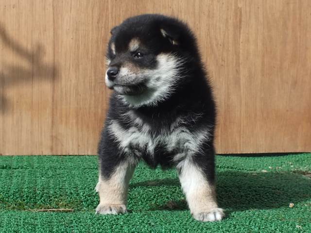 kuro0008-puppy kuro0008-puppy