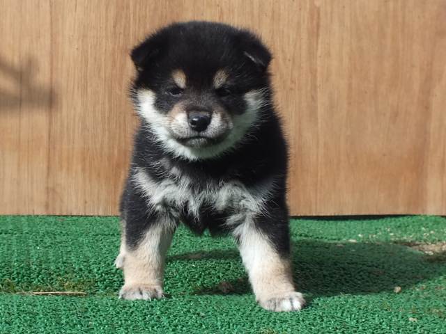 kuro0009-puppy kuro0009-puppy