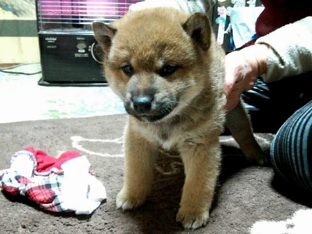00000005-puppy 00000005-puppy