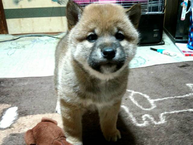00000006-puppy 00000006-puppy