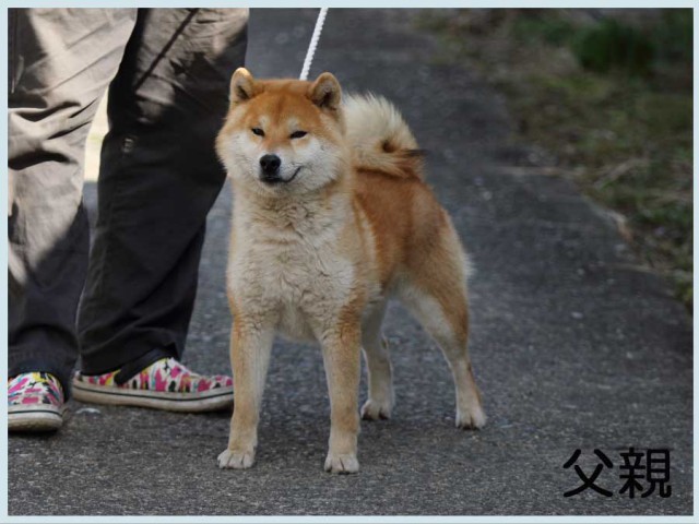 那須ノ葵竜号 那須ノ葵竜号