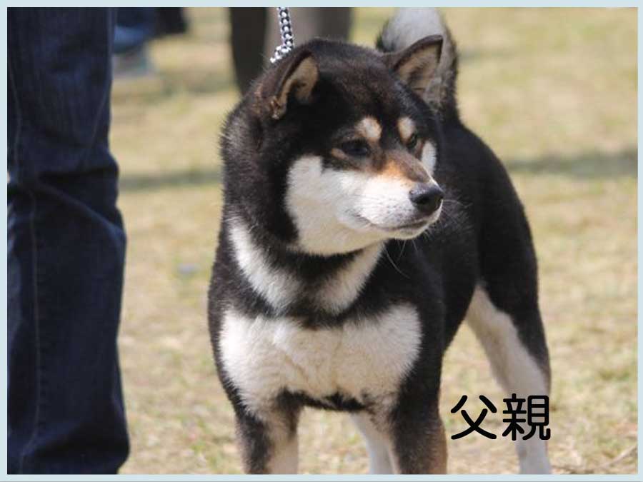 黒影丸
