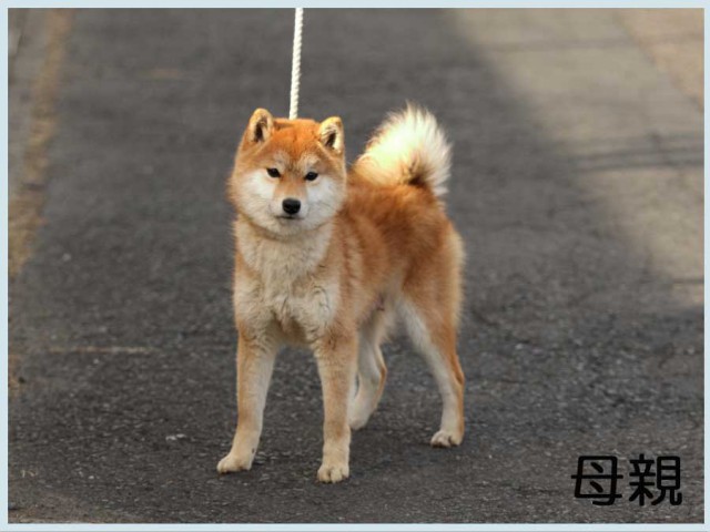 友心号 友心号