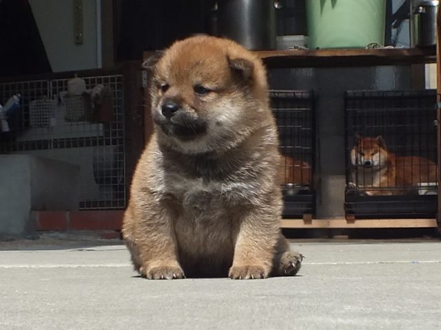 DPP_0001-puppy DPP_0001-puppy
