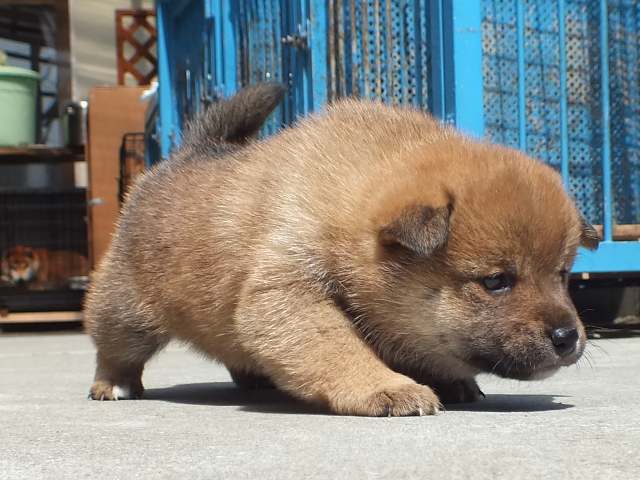 DPP_0001-puppy DPP_0001-puppy