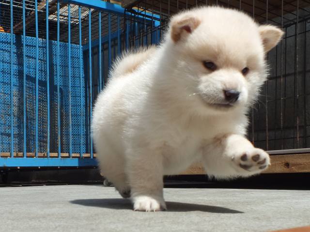 DPP_0006-puppy DPP_0006-puppy