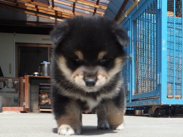 DPP_0006-puppy DPP_0006-puppy