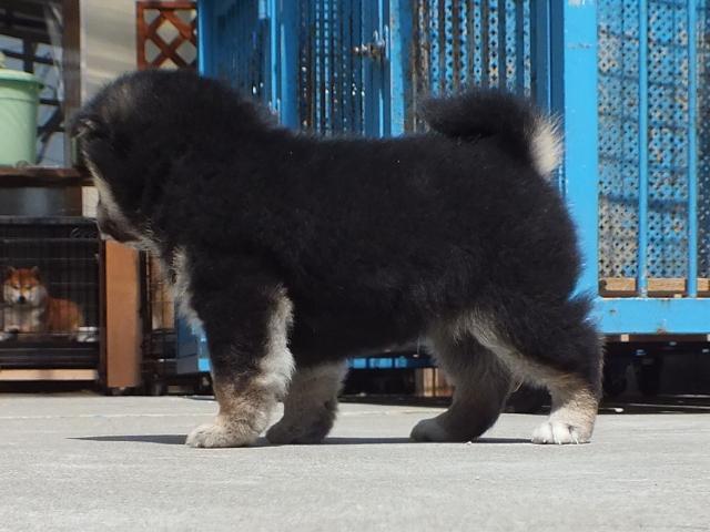 DPP_0011-puppy DPP_0011-puppy