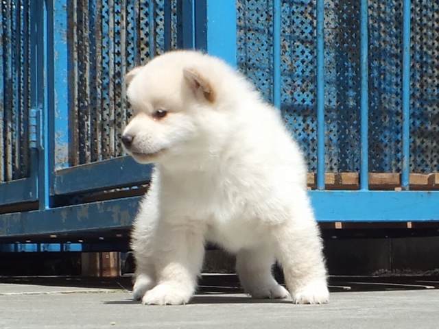 DPP_0014-puppy DPP_0014-puppy
