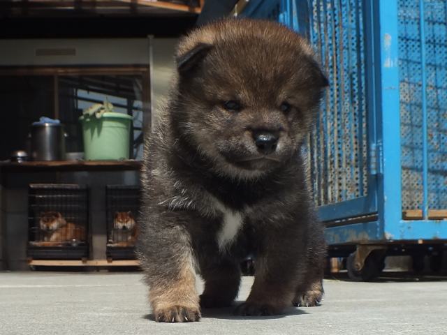 DPP_0022-puppy DPP_0022-puppy