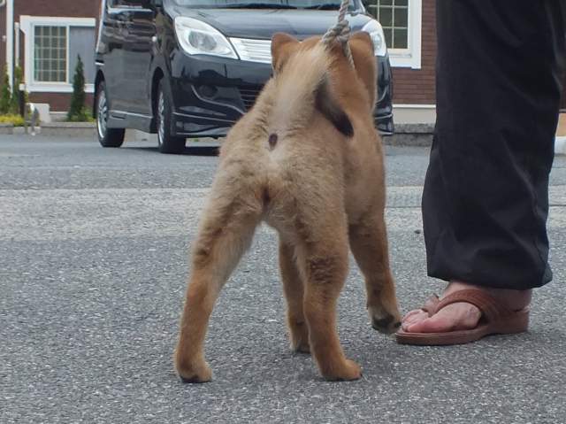 DSCF3410-puppy DSCF3410-puppy