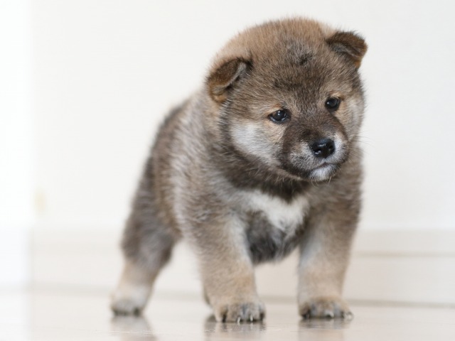 FP5A0023-puppy FP5A0023-puppy
