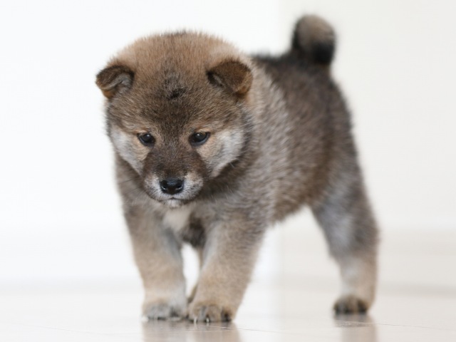 FP5A0037-puppy FP5A0037-puppy