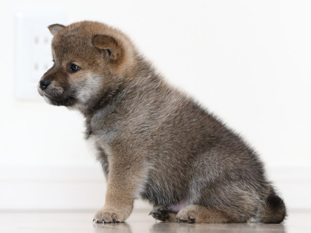 FP5A0054-puppy FP5A0054-puppy