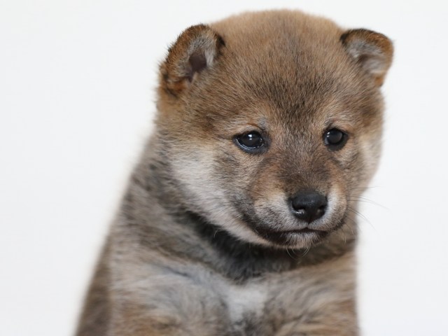 FP5A0065-puppy FP5A0065-puppy