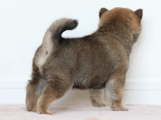 FP5A0103-puppy FP5A0103-puppy