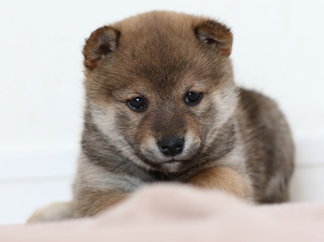 FP5A0133-puppy FP5A0133-puppy