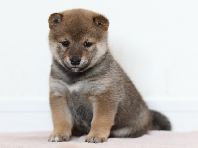 FP5A0135-puppy FP5A0135-puppy