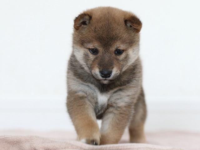 FP5A0151-puppy FP5A0151-puppy