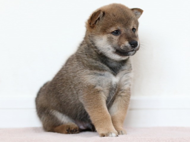 FP5A0157-puppy FP5A0157-puppy