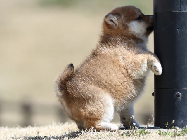 FP5A1761-puppy FP5A1761-puppy