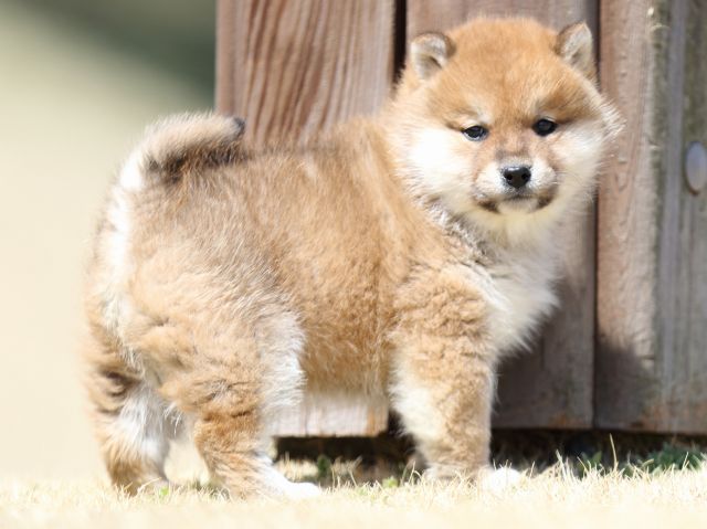 FP5A1776-puppy FP5A1776-puppy