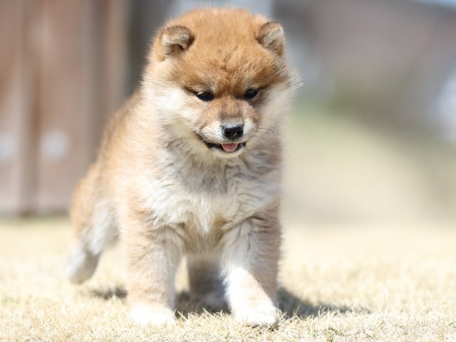 FP5A1812-puppy FP5A1812-puppy
