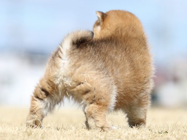 FP5A1851-puppy FP5A1851-puppy