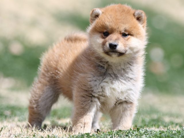 FP5A2003-puppy FP5A2003-puppy