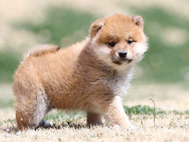 FP5A2028-puppy FP5A2028-puppy