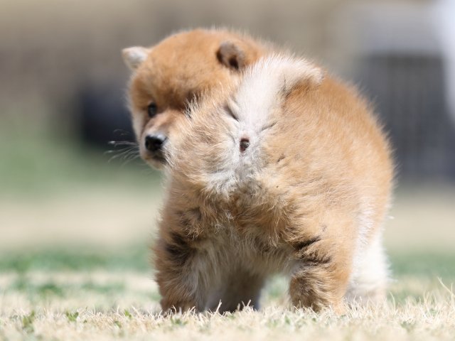 FP5A2037-puppy FP5A2037-puppy