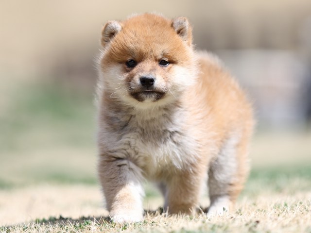 FP5A2042-puppy FP5A2042-puppy