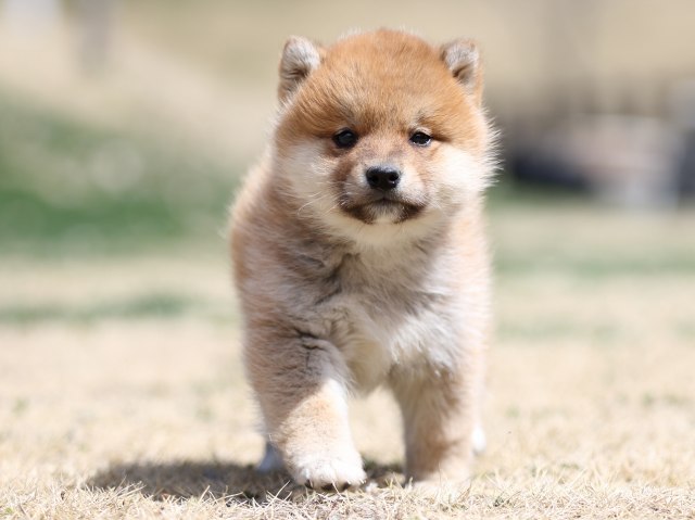 FP5A2061-puppy FP5A2061-puppy
