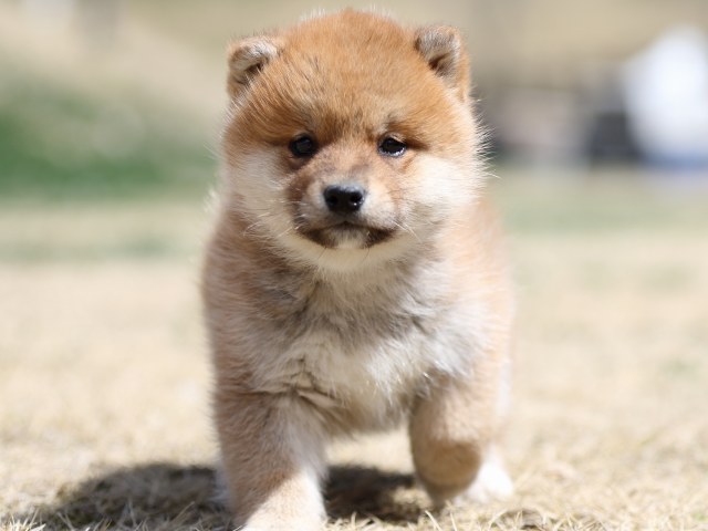 FP5A2062-puppy FP5A2062-puppy