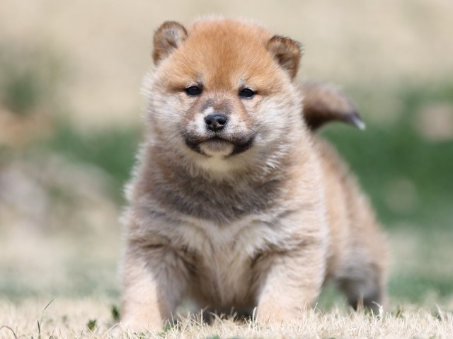 FP5A2107-puppy FP5A2107-puppy