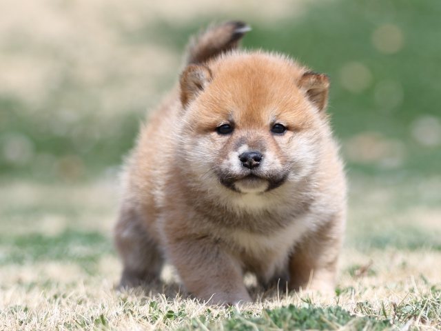 FP5A2124-puppy FP5A2124-puppy