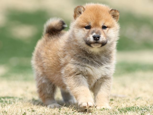 FP5A2147-puppy FP5A2147-puppy