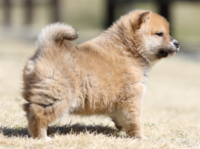 FP5A2173-puppy FP5A2173-puppy