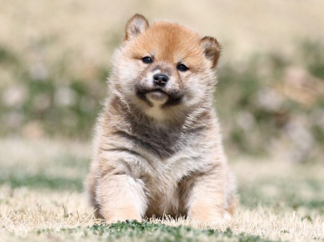 FP5A2216-puppy FP5A2216-puppy