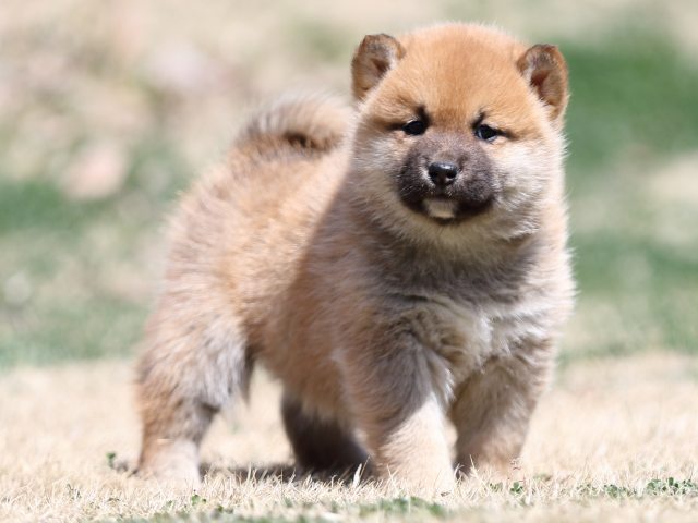 FP5A2267-puppy FP5A2267-puppy